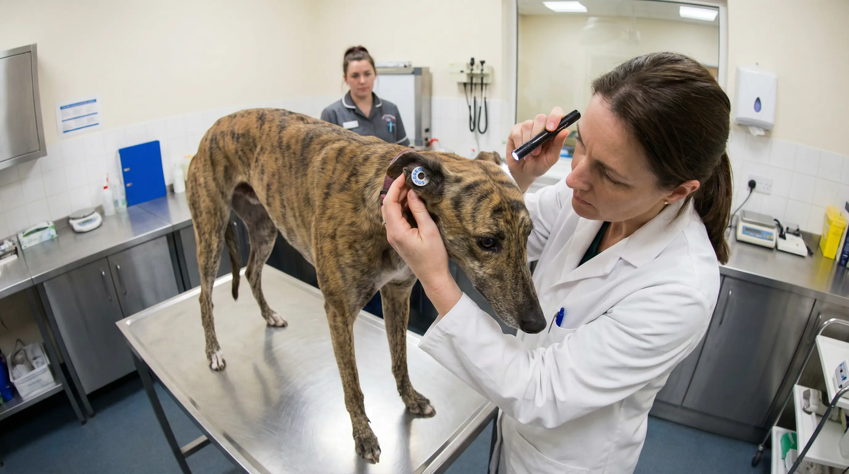 GBGB regulation of UK greyhound racing including licensing drug testing and welfare standards