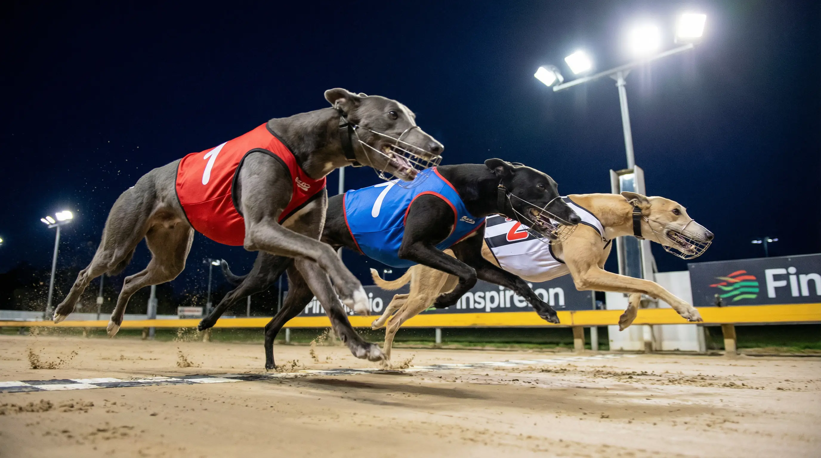 Greyhound forecast and tricast bets explained including straight reverse and combination options